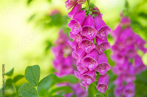 Picture of foxglove growing in the garden. Digitalis purpurea - colorful foxglove flowers ( common foxglove, purple foxglove or lady's glove)