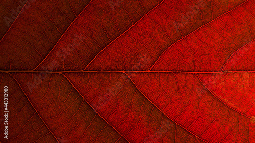 
Red leaf structure with details