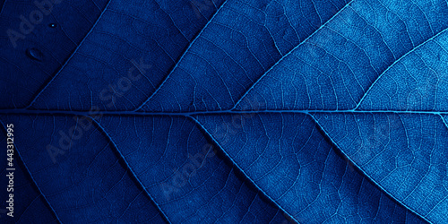 Blue oak leaf in macro with shadows.