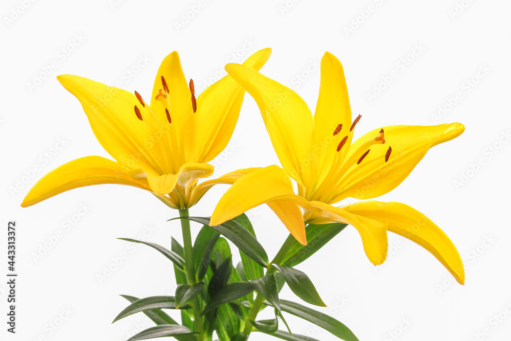 Obraz premium Two yellow lilies against a white background.