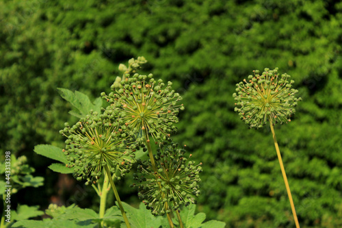 Globuline Seeds in Front of Ivy I