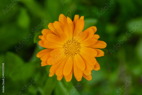 Pot Marigold  Calendula officinalis  yellow flower closeup  single flower in nature