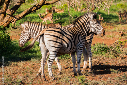 A Pair of Zebras