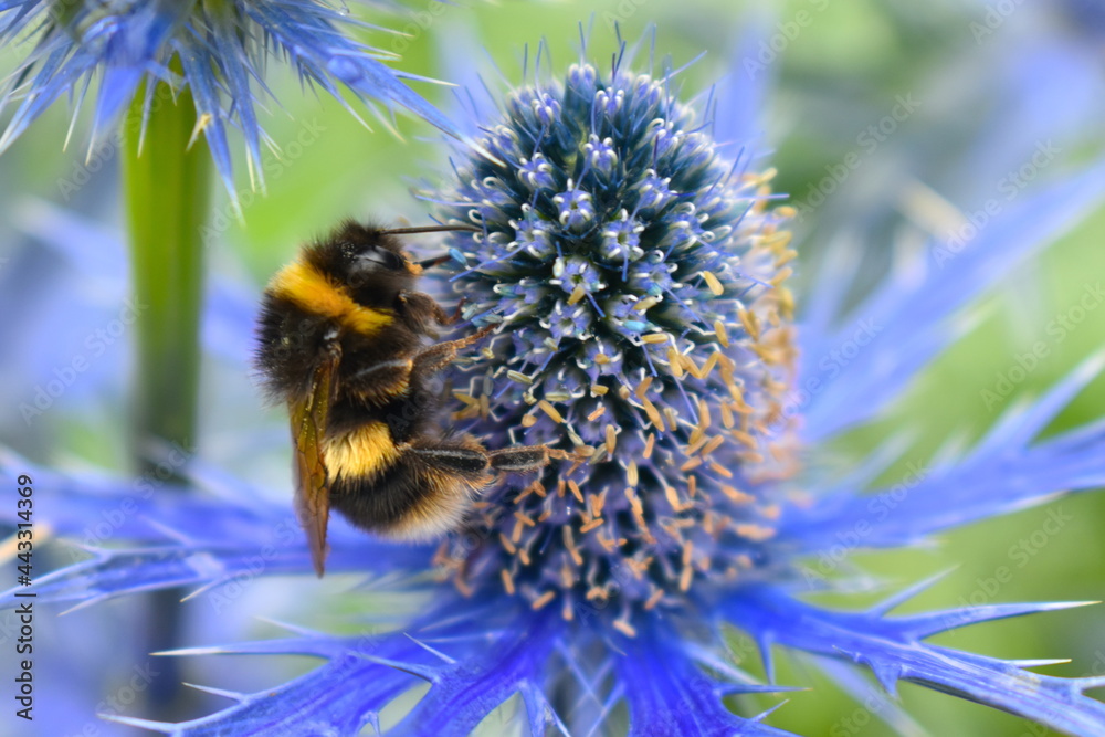 The white-tailed bumble bee is on a blue eryngium spiky flower collecting nectar This garden border perennial plant gets bigger and brighter every year and attracts many bees and butterflies in summer - obrazy, fototapety, plakaty 