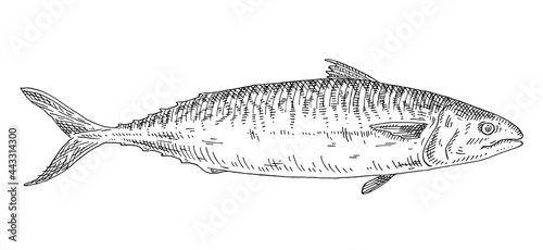 Whole fresh fish mackerel on white. Vintage engraving monochrome black illustration.