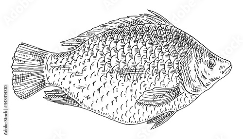Whole fresh fish tilapia on white. Vintage engraving monochrome black illustration. photo