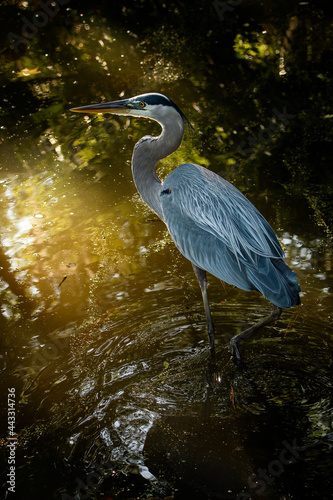 Great Blue Heron