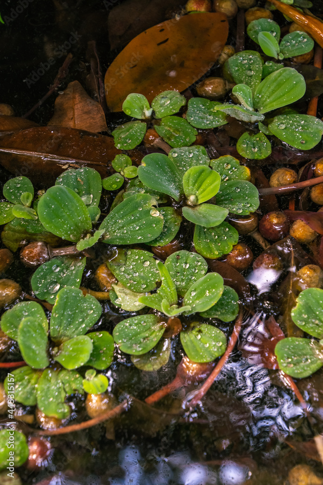 Pistia stratiotes pertenece a la familia Araceae Pistia stratiotes pertenece a la familia Araceae