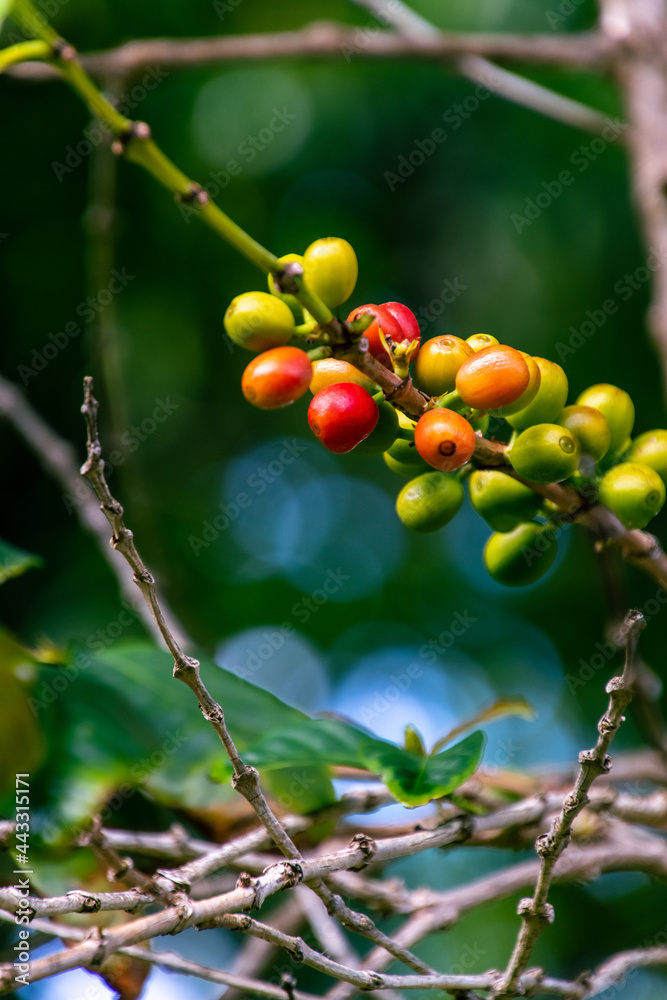 Coffea arabica pertenece a la familia Rubiaceae