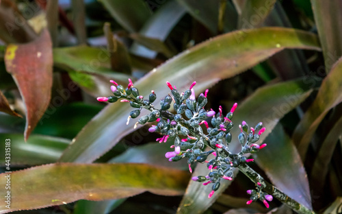 Aechmea mexicana pertenece a la familia  Bromeliaceae