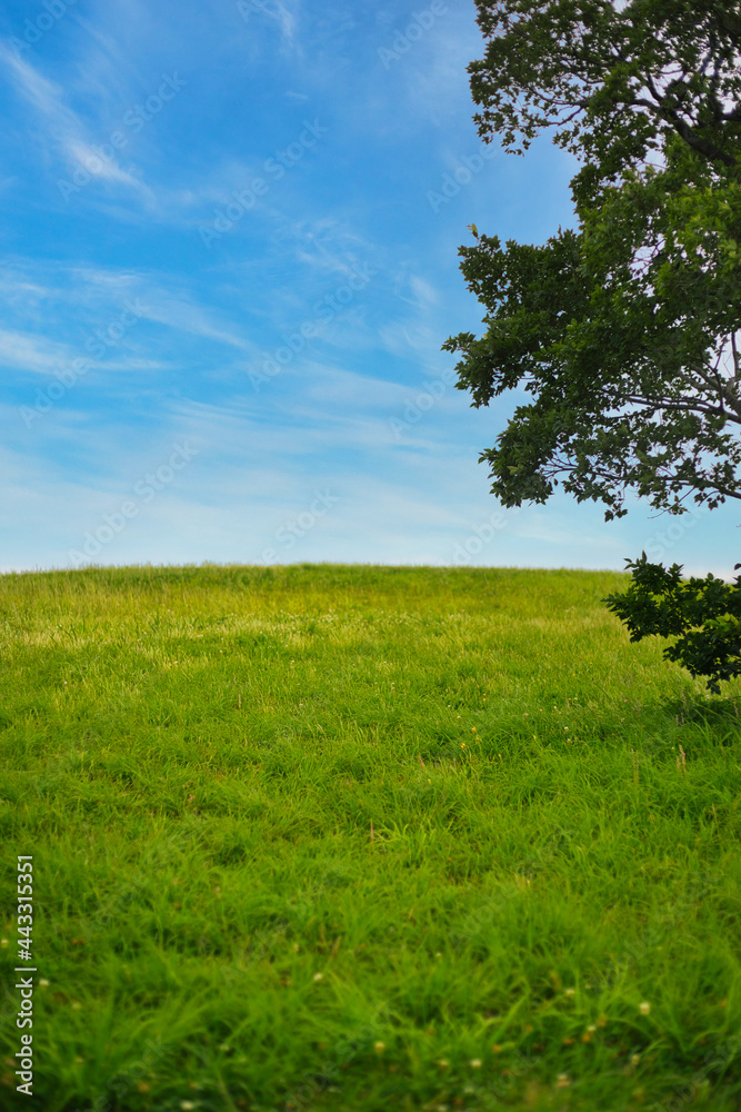 芝生と空と木の風景