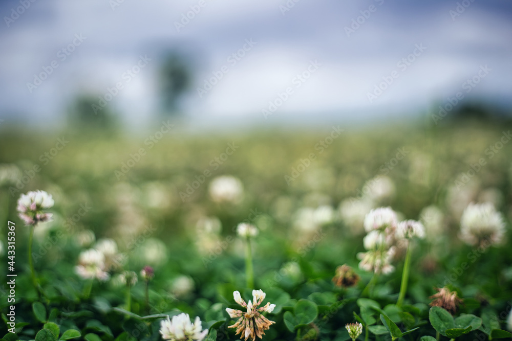 Obraz premium 野原の白と緑の風景