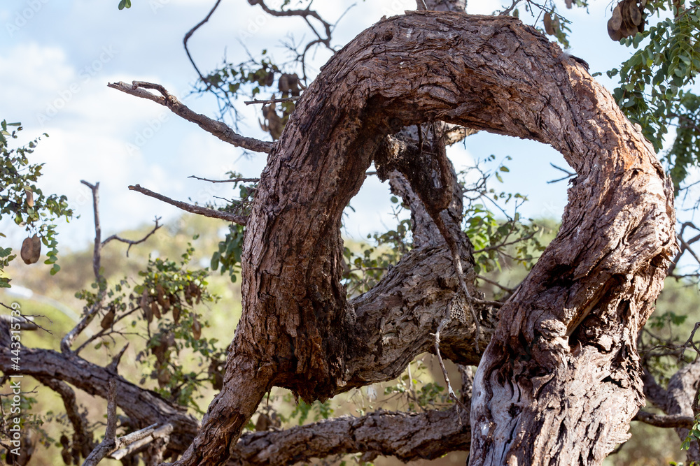 Cerrado Biome, gnarled low tree with thick bark typical of the cerrado biome in central Brazil. hot and dry climate Cerrado Biome, gnarled low tree with thick bark typical of the cerrado biome in central Brazil. hot and dry climate