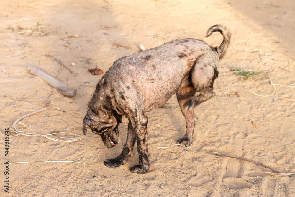The black dog was scratching his body with itching. The black dog had leprosy. The black dog was scratching his body with itching. The black dog had leprosy.