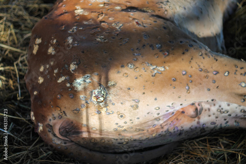 Lumpyskin disease that occurs in cows. The calf has lumpyskin, causing lesions of the skin all over the body.