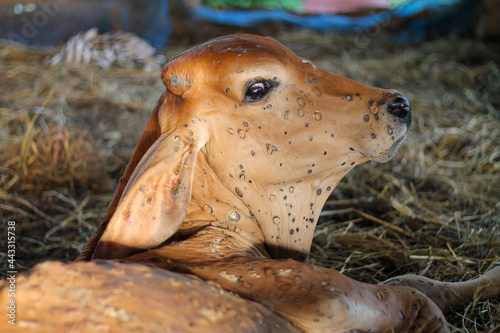 Lumpyskin disease that occurs in cows. The calf has lumpyskin, causing lesions of the skin all over the body.