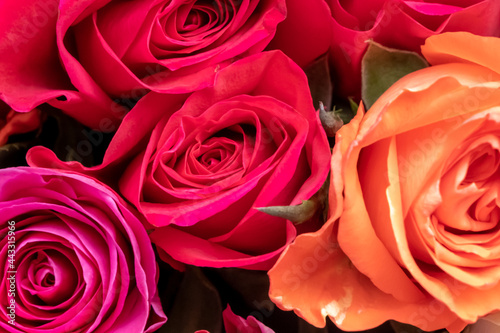 Fototapeta Naklejka Na Ścianę i Meble -  Background image of roses. Colored fresh pastel roses. Pink and rose roses. Background image of roses. Colored fresh vivid color flowers.