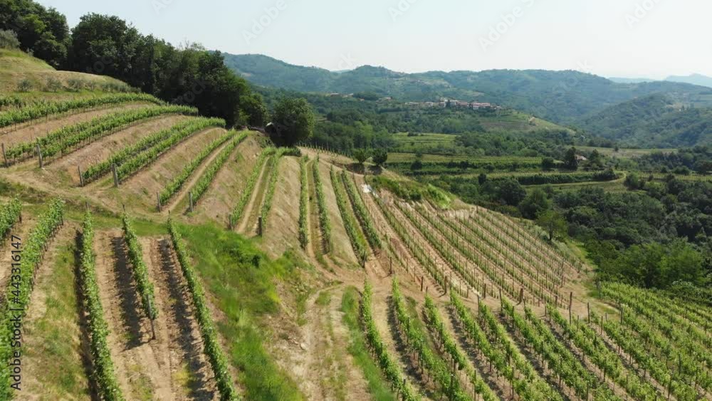 Drone shot, beautiful wine region of Goriška Brda in Slovenia, Europe. Vitis vinifera, the common grape vine, vineyards. Drone shot, beautiful wine region of Goriška Brda in Slovenia, Europe. Vitis vinifera, the common grape vine, vineyards.