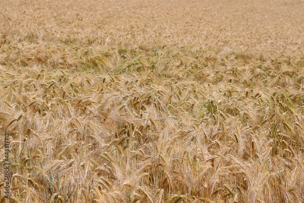 Fototapeta premium Roggen, Roggenfeld in Niedersachsen, Deutschland
