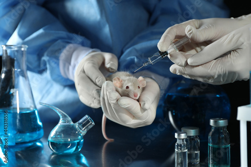 Fototapeta Naklejka Na Ścianę i Meble -  Scientists with syringe and rat in chemical laboratory, closeup. Animal testing