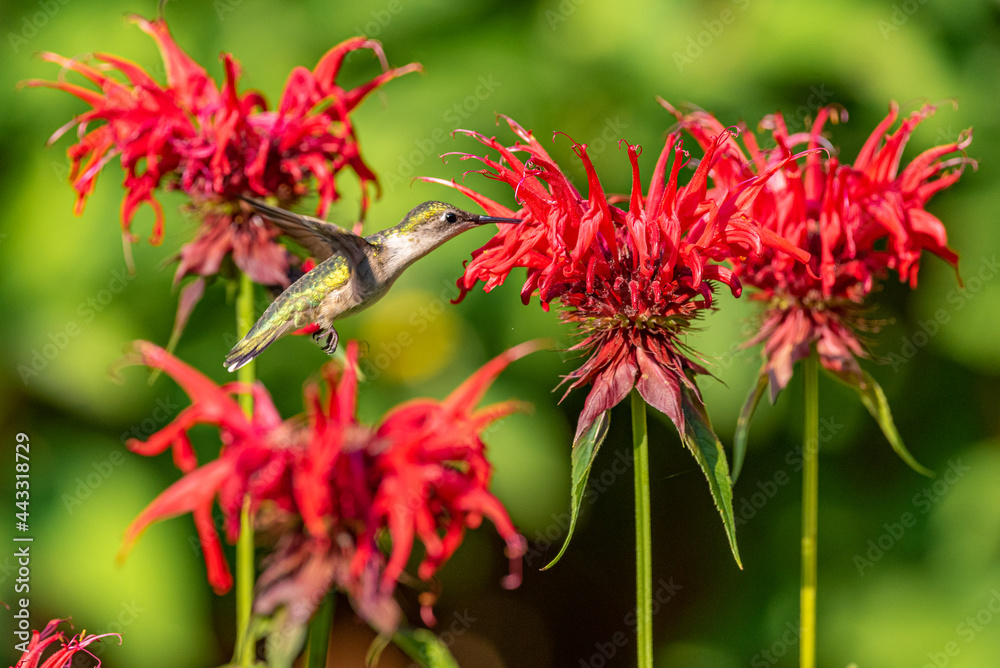 Ruby throated hummingbird flying in patch of red bee balm flowers in garden Ruby throated hummingbird flying in patch of red bee balm flowers in garden