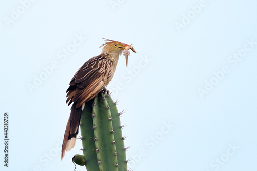 Guira Cuckoo (Guira guira), isolated, perched on top of a cactus feeding on a gecko photo