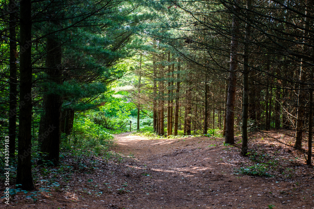 Fototapeta premium Beautiful Forest in Canada