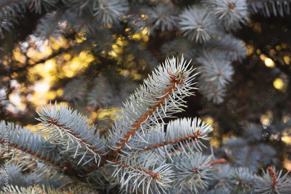 Branch of blue spruce close up, selective focus Branch of blue spruce close up, selective focus
