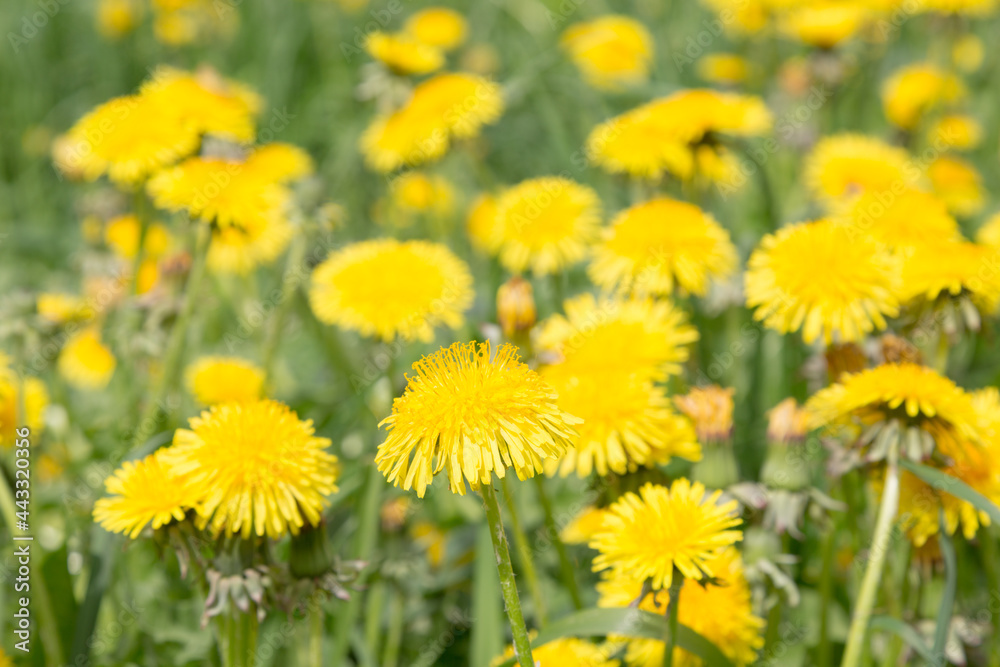 Beautiful summer meadow with flowers dandelions. Beautiful summer meadow with flowers dandelions.