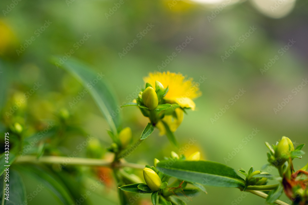 Shrubby St. John's Wort. Hypericum prolificum. Shrubby St. John's Wort. Hypericum prolificum.