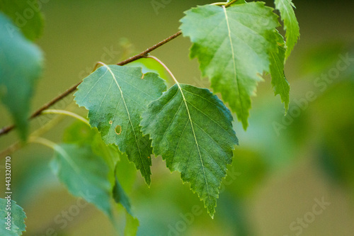 Fototapeta Naklejka Na Ścianę i Meble -  green birch leaves on the background of green nature