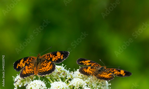 Photography These two Pearl Crescent Butterfly are perched on Common Yarrow flowers that are prevalent in this area