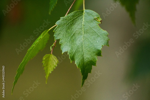 Fototapeta Naklejka Na Ścianę i Meble -  green birch leaves on the background of green nature