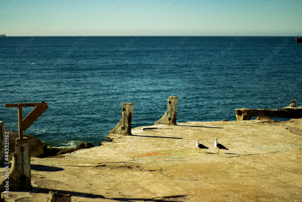Fototapeta premium Gaviotas