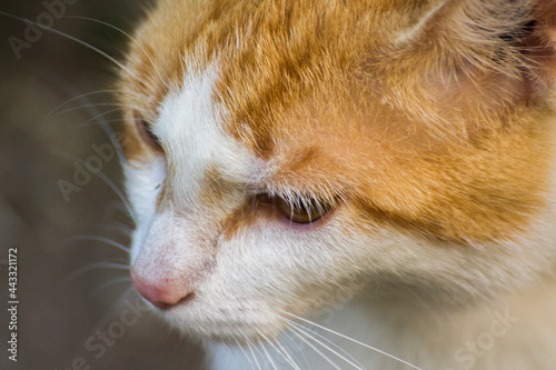 face profile of a ginger cat with a white muzzle photo