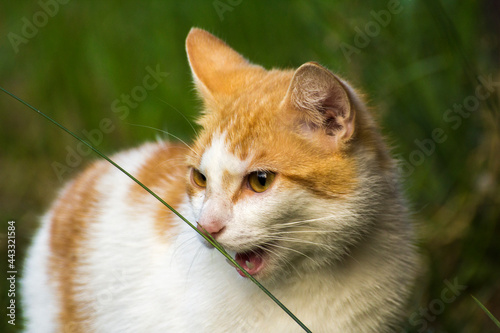 ginger cat eats green grass