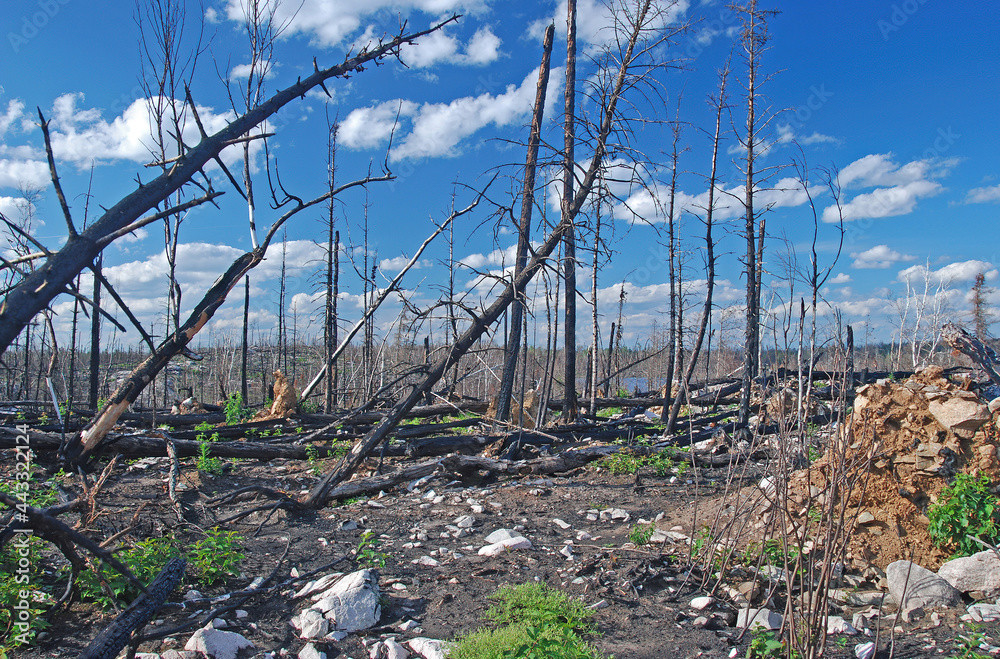 Fire Devastated Landscape in the North Woods Fire Devastated Landscape in the North Woods