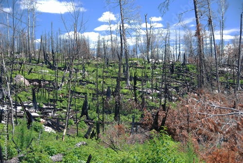 Recovery After a Forest Fire photo