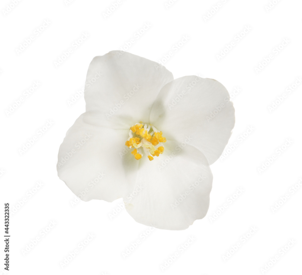 Fototapeta premium Beautiful flower of jasmine plant isolated on white