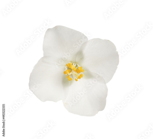 Beautiful flower of jasmine plant isolated on white © New Africa