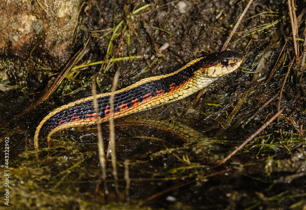 Obraz premium A snake eating a fish close to the water. 