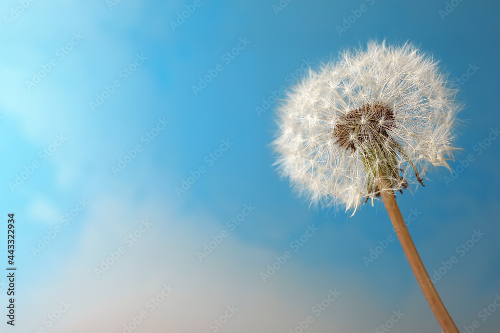 Beautiful dandelion flower on light blue background. Space for text