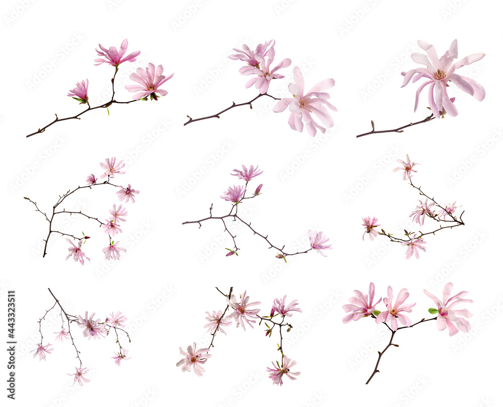 Magnolia tree branches with beautiful flowers on white background, collage Magnolia tree branches with beautiful flowers on white background, collage