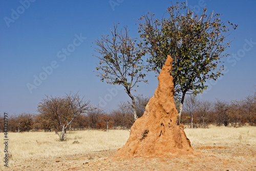 A tall termite mound stands next to a tree in Namibia photo