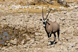 South African oryx (gemsbok) at waterhole, Okaukuejo, Etosha National Park, Namibia