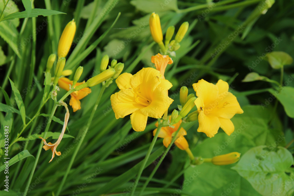 Orange Lily with Ants