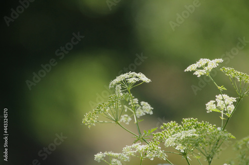 Forced Focus Queen Annes Lace