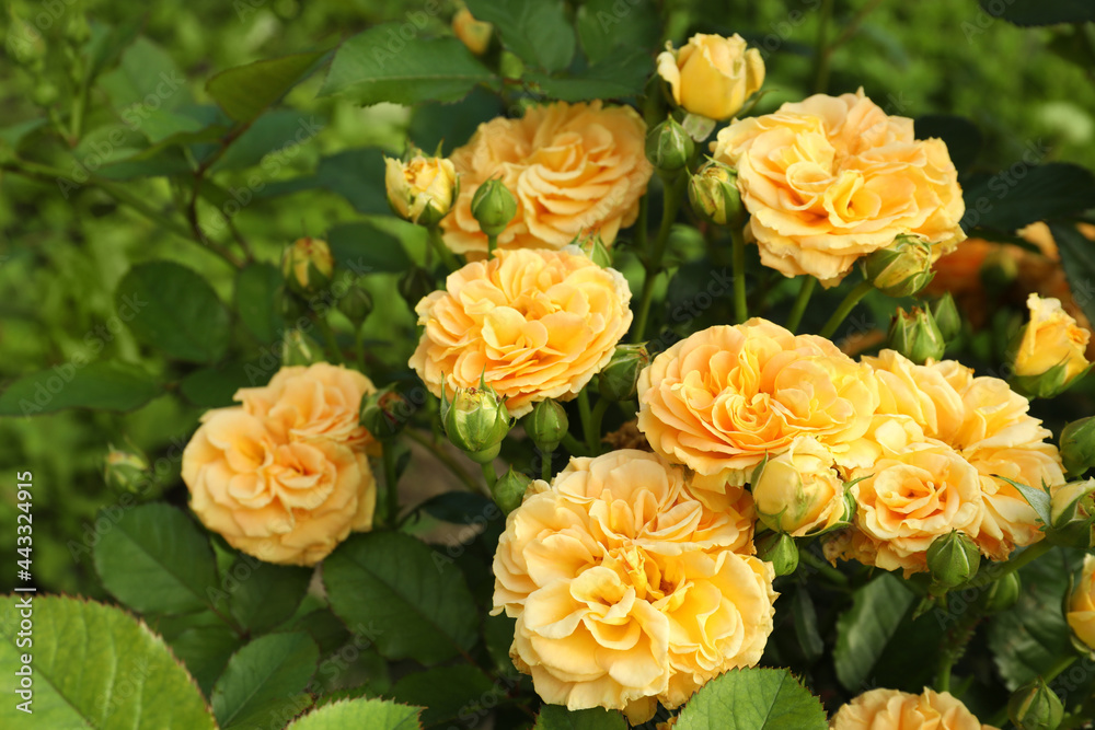 Beautiful blooming yellow roses on bush outdoors Beautiful blooming yellow roses on bush outdoors