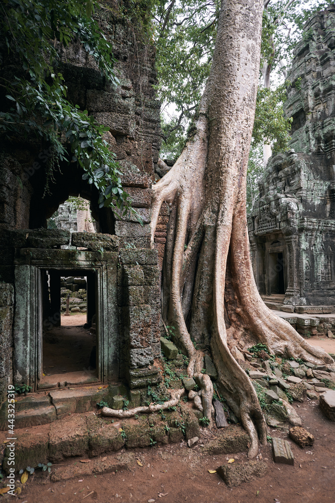 Ta Prohm Temple, aka Tomb Raider Temple, Siem Reap,  Cambodia