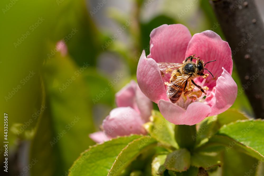 close up of bee on pink flower in the garden in day time with sunny close up of bee on pink flower in the garden in day time with sunny